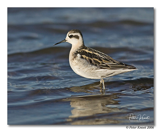 Red-necked Phalarope