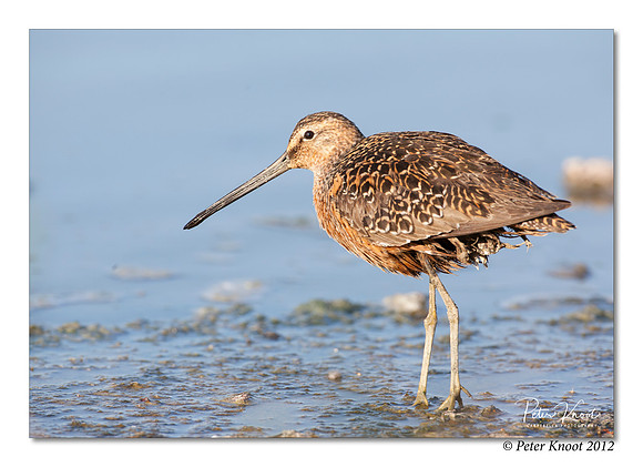 Long-billed Dowitcher