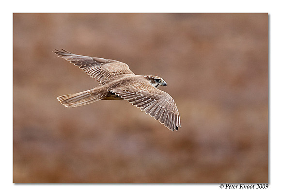 Prairie Falcon