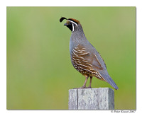 California Quail