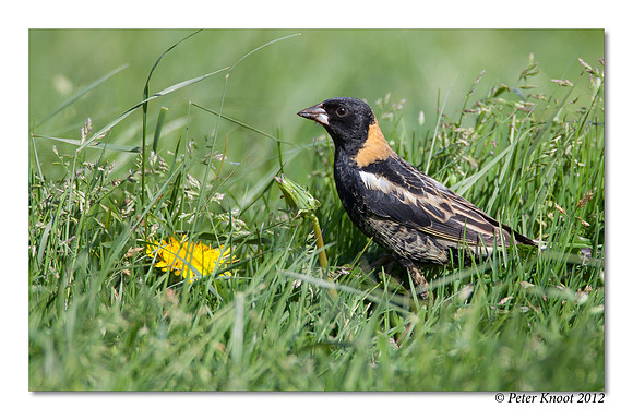 Bobolink