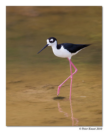 Black-winged Stilt