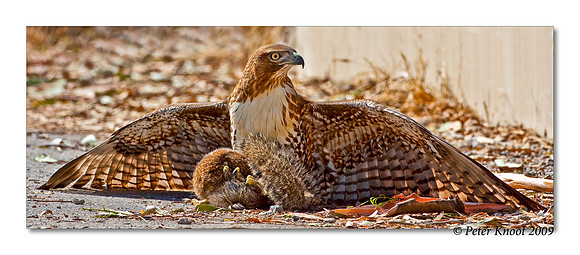 Red-tailed Hawk
