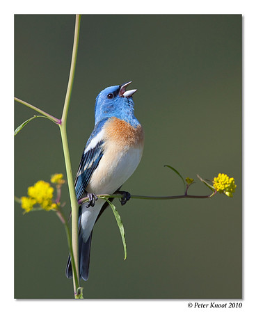 Lazuli Bunting