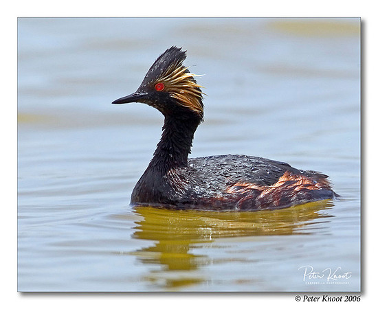 Eared Grebe