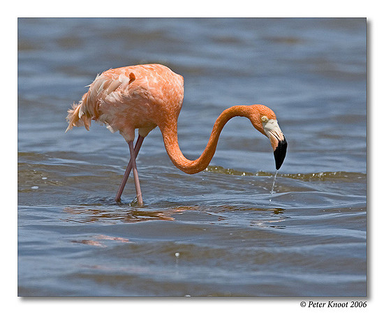 Caribbean Flamingo