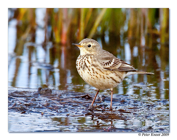 American Pipit