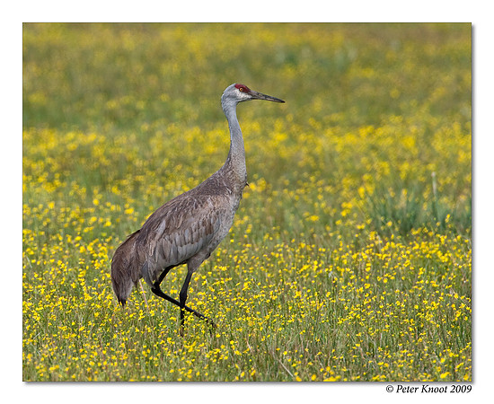 Sandhill Crane