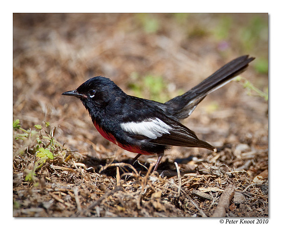 Painted Redstart