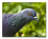Rock Dove