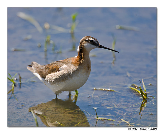 Wilson's Phalarope