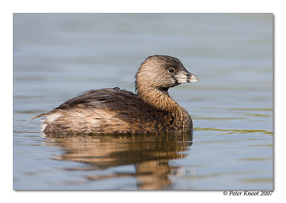 Pied-billed Grebe