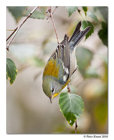 Northern Parula