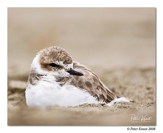 Snowy Plover