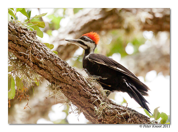 Pileated Woodpecker