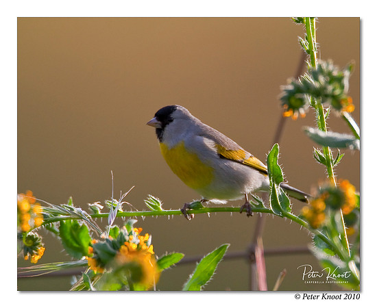 Lawrence's Goldfinch