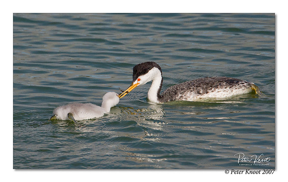 Clark's Grebe