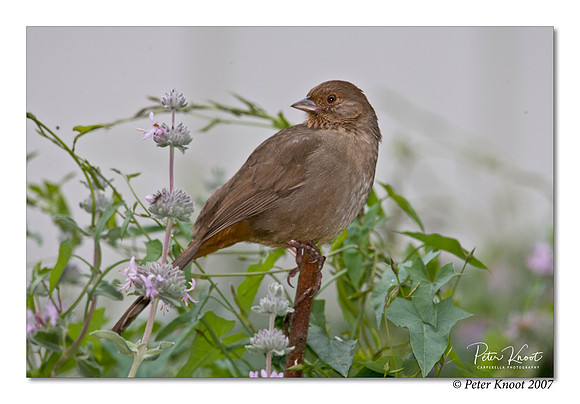 California Towhee