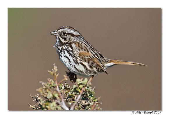 Song Sparrow