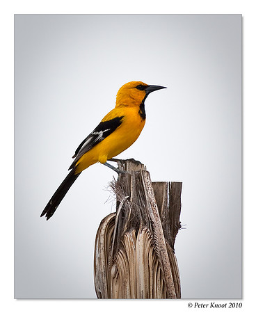 Yellow Oriole