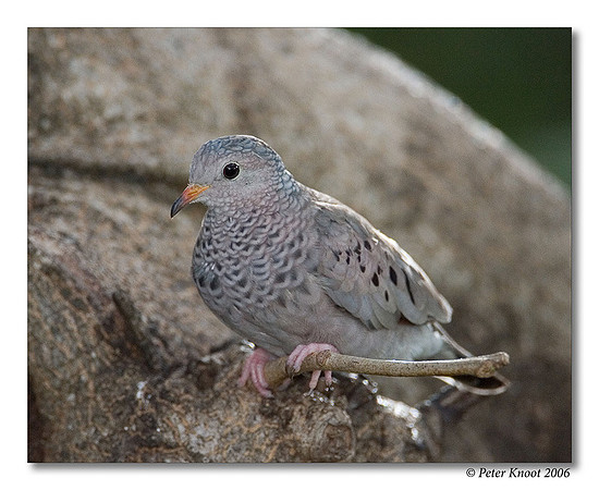 Common Ground Dove