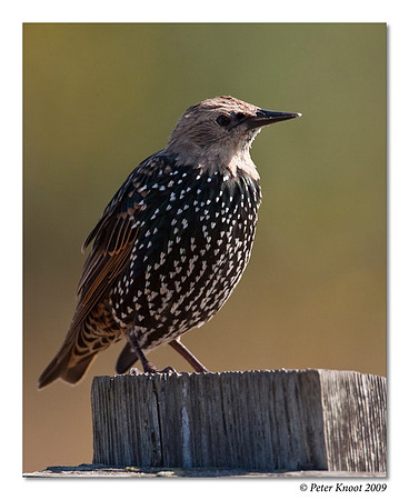 European Starling