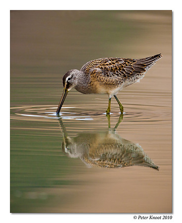 Long-billed Dowitcher