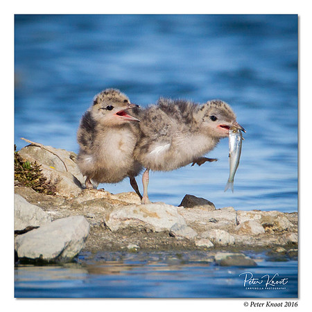 Forster's Tern