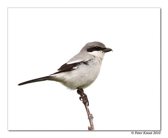 Loggerhead Shrike