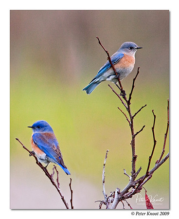 Western Bluebird