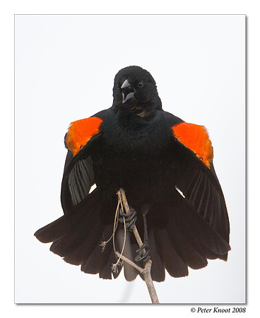 Red-winged Blackbird
