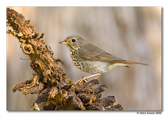 Hermit Thrush
