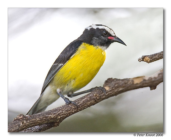Bananaquit