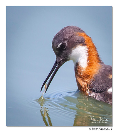 Red-necked Phalarope