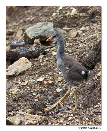 Common Moorhen