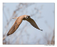 American Kestrel
