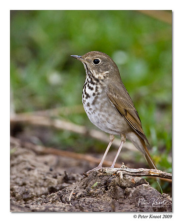 Hermit Thrush