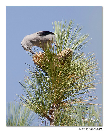 Clark's Nutcracker