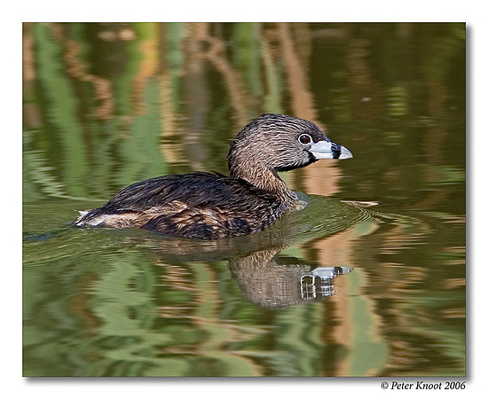 Pied-billed Grebe