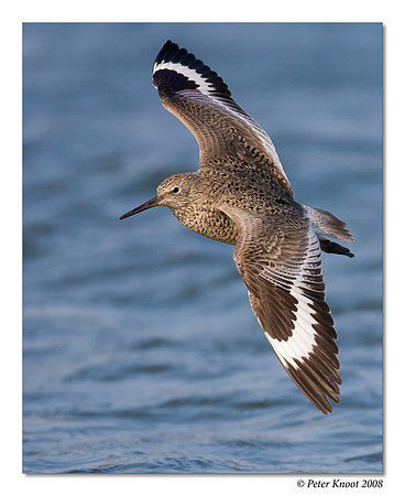 Willet