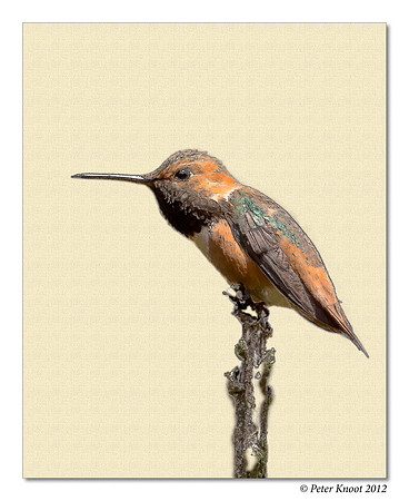 Allen's Hummingbird