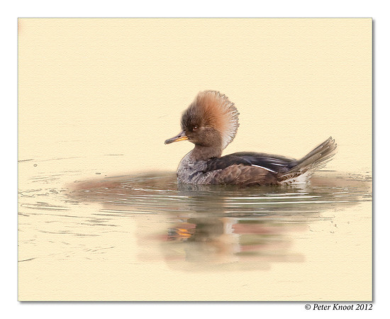 Hooded Merganser