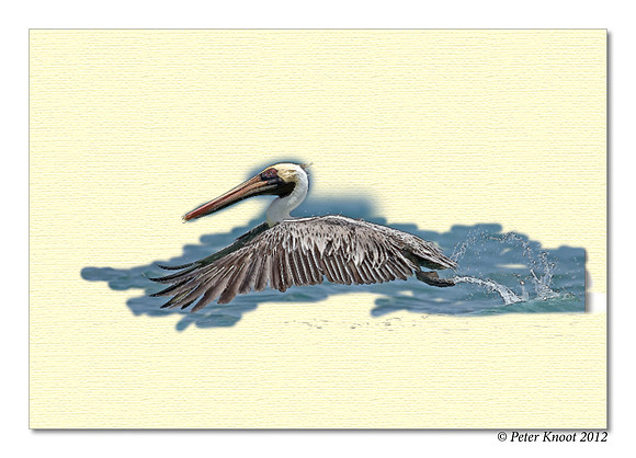 Brown Pelican