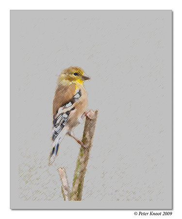 American Goldfinch