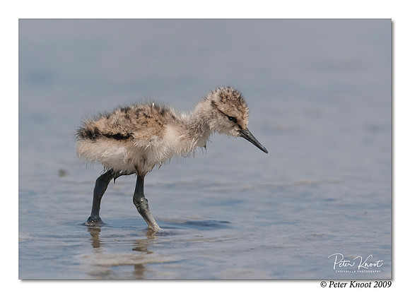 American Avocet