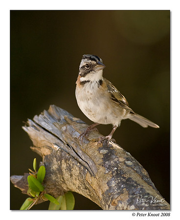 Rufous-collared Sparrow