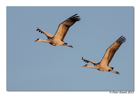 Sandhill Cranes