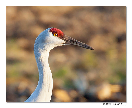 Sandhill Crane