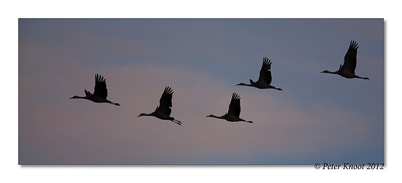 Sandhill Cranes