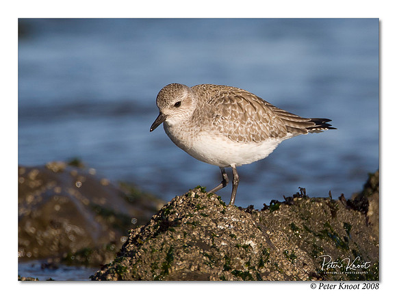 Black-bellied Plover